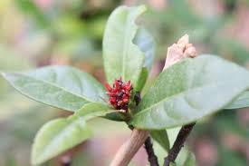 Image result for Ixora brachypoda