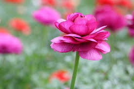 Da wäre es doch schön, wenn man die blütezeit verlängern könnte. Ranunkel Ranunculus Asiaticus Richtig Pflanzen Und Pflegen