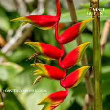 Image result for Dierama cupuliflorum