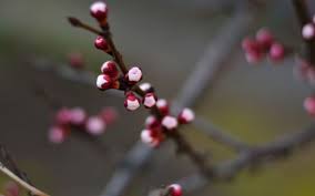 Obiective turistice în gârda de sus. Prognoza Meteo Pentru UrmÄƒtoarele 4 SÄƒptÄƒmani PrimÄƒvara Isi IntrÄƒ In Drepturi