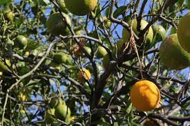 Sweet orange tree more than half girdled by a phytophthora lesion at the base of the tree. Common Diseases Of Orange Trees Gardening Channel