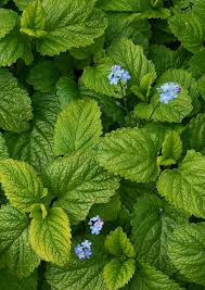 April to may flowering period: The Best Herbs To Beat Stress And Anxiety