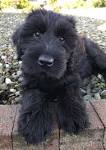 Giant Schnauzers for Sale | Dogs on Oodle Classifieds