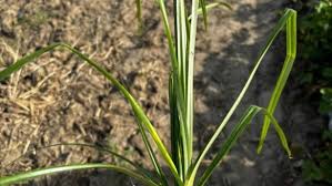 Image result for Cyperus esculentus