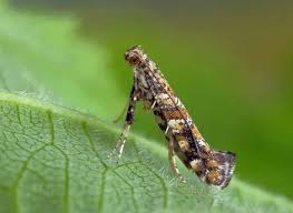 Image result for Laggera gracilis