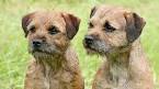 Boldwind Border Terriers – Champion Bloodlines
