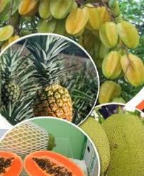 Pernah dengar buah rokam kenali 10 buah buahan rare yang ada di. Anim Agro Technology Industri Buah Dan Teknologi Di Malaysia