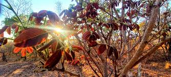 Image result for Pericopsis