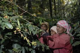Book coffee acres plantation resort, kalpetta on tripadvisor: Coffee Crop In India Seen Declining First Time In Six Years