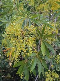 Image result for Sterculia schliebenii