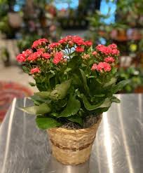 Image result for Kalanchoe calandiva