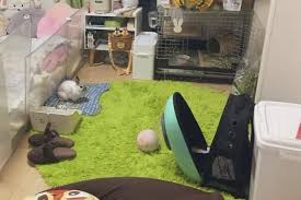 うさぎに飼われている 人間が閉じ込められているような部屋が面白すぎ fundo 部屋 ウサギ 部屋 うさぎ