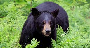 How to keep bears out of your garden. Black Bears How To Avoid Run Ins Farmers Almanac