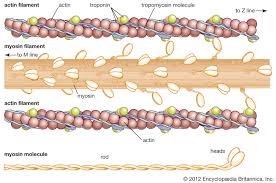 Keratin is a type of filament protein, called an intermediate filament. Protein Keratin Britannica