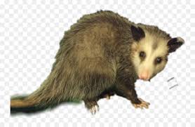 Transparent Opossum Png Common Ringtail Possum Cartoon Png Png Download Vhv The ringtail possum poem by francis duggan. common ringtail possum cartoon png png