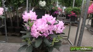 Rhododendron Yakushimanum Blurettia Youtube