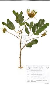 Image result for Albizia zimmermannii
