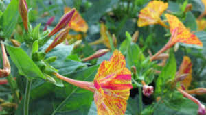 Four o�clock�s, so named because they typically bloom late in the afternoon, are among the most colorful, fragrant, and robust of all flowers that can be grown from seed. How To Overwinter An Old Fashioned Favorite Four O Clocks Horticulture