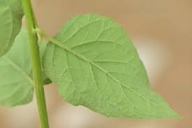 Image result for Microglossa