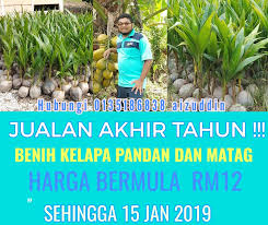 Mungkin nampak sahaja kelapa tidak mendatangkan hasil yang banyak berbanding tanaman. Harga Benih Kelapa Pandan Benih Toko