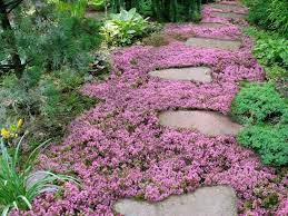 Five Romantic Garden Coverings Ground Cover Plants Flowering Ground Cover Plants
