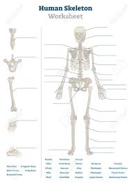 Skeleton anatomy human skeletal system anatomical arm biology body bone bones chest death drawing elbow femur finger flat foot forearm frontal graphic hand head hip illustration image isolated labeled leg legs man medical medicine men neck pelvis people rib ribs science scientific shape. Human Skeleton Worksheet Vector Illustration Blank Educational Royalty Free Cliparts Vectors And Stock Illustration Image 139354803