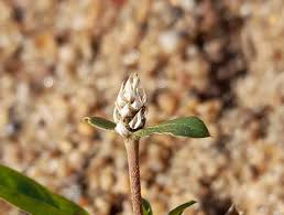 Image result for Gomphrena celosioides