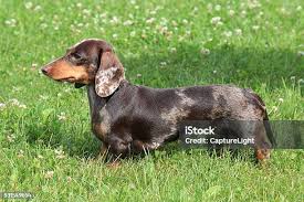 Image result for jezevčík hladkosrstý