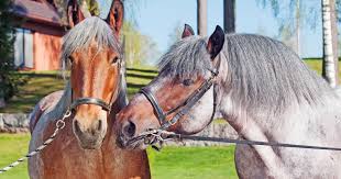 Other names brabant, belgian heavy horse. Breed Profile The Belgian Draft Horse