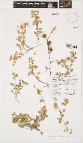 Image result for Macrotyloma daltonii