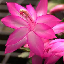 Closeup of a salmon and purple colored christmas cactus, schlumberga, flower isolated against white. Schlumbergera Christmas Cactus Limelight Dancer 4 Pot Logee S