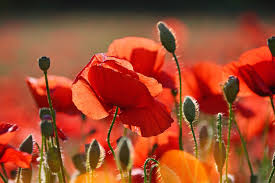 Often seen as one of the greatest films of all time. Did You Know That Poppy Is The National Flower Of Poland