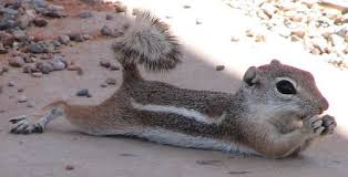 Maybe you would like to learn more about one of these? 57 Antelope Squirrels Ideas Antelope Squirrel Animals