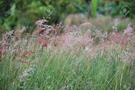 Image result for Melinis repens