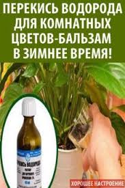 янтарная кислота для комнатных растений в таблетках как применять Komnatnoe Sadovodstvo V 2020 G Komnatnoe Sadovodstvo Sadovodstvo Organicheskoe Sadovodstvo
