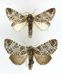 Image result for Tricalysia niamniamensis