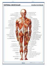 Muscular System Back View Muscular System Pressure Points Bodybuilding