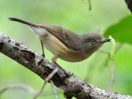 Image result for Newtonia