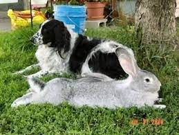 Flemish giant rabbit spokane, washington, united states. 15 Pictures Of Giant Rabbits You Didn T Know Even Existed Flemish Giant Rabbit Flemish Giant Giant Rabbit