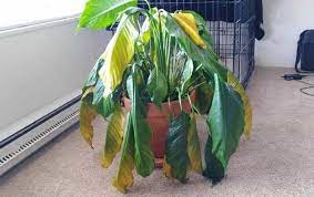 Water thoroughly, but don't allow the soil to get soggy. 6 Signs Of Overwatered Peace Lily And Step By Step Solution Garden For Indoor
