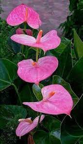 Pin By Yevo On Flowers Flowers Galore Anthurium Plant Wonderful Flowers Unusual Flowers