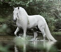 White Horse Lazily Walking Through The Stream Scarlettjane22 Photo By Emmy Eriksson Photography Horses Freedom Beautiful Horses Horses Horse Pictures