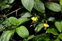 Image result for Aneilema aequinoctiale