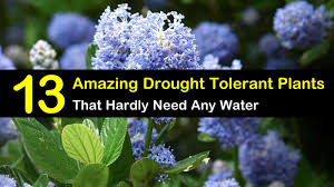 Check spelling or type a new query. 13 Amazing Drought Tolerant Plants That Hardly Need Any Water