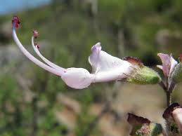 Image result for Syncolostemon