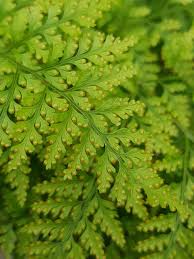 Image result for Davalliaceae