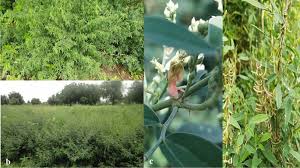 Image result for Vigna oblongifolia