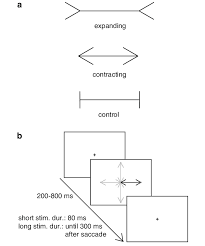 Ppt culture and perception powerpoint ation id 4237184. A The Three Conwgurations Of The Muller Lyer Illusion Expanding Download Scientific Diagram