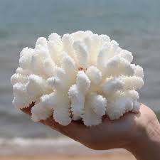 The most common coral reef aquarium material is metal. Natural White Coral Aquarium Decoration Sea Shell Reef Flower Home Fish Tank Ornaments Wish Aquarium Decorations Coral Aquarium Fish Tank