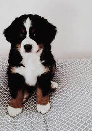 cute puppy dog animal pets are you a new pet parent or looking to bolster your pet care skills animaux adorables bebes animaux mignons bebes animaux